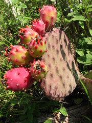 Opuntia stenopetala