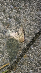 Mythimna anderreggii