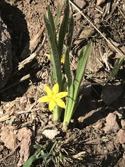 Hypoxis mexicana