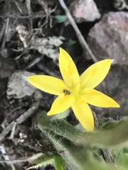 Hypoxis mexicana
