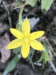 Hypoxis mexicana