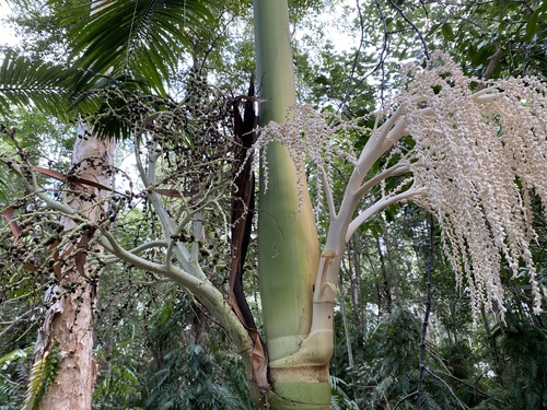 Archontophoenix alexandrae