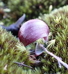 Corybas aconitiflorus