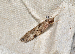 Barea dryocoetes