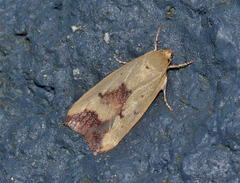 Ageletha elaeodes