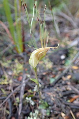 Pterostylis pedoglossa