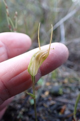 Pterostylis pedoglossa