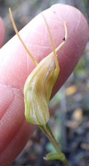 Pterostylis pedoglossa
