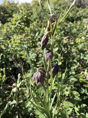 Fritillaria atropurpurea