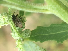 Sphragisticus nebulosus