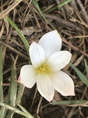 Zephyranthes fosteri