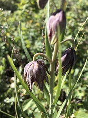 Fritillaria atropurpurea