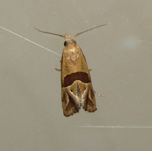 Broad-patched Eugnosta Moth photo 2