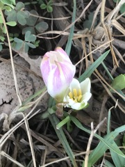 Zephyranthes fosteri