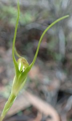 Pterostylis pedoglossa