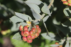 Arctostaphylos canescens