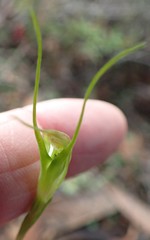 Pterostylis pedoglossa