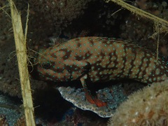 Cephalopholis cyanostigma