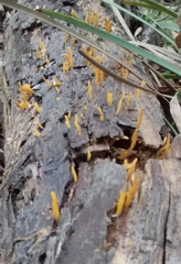 Calocera guepinioides
