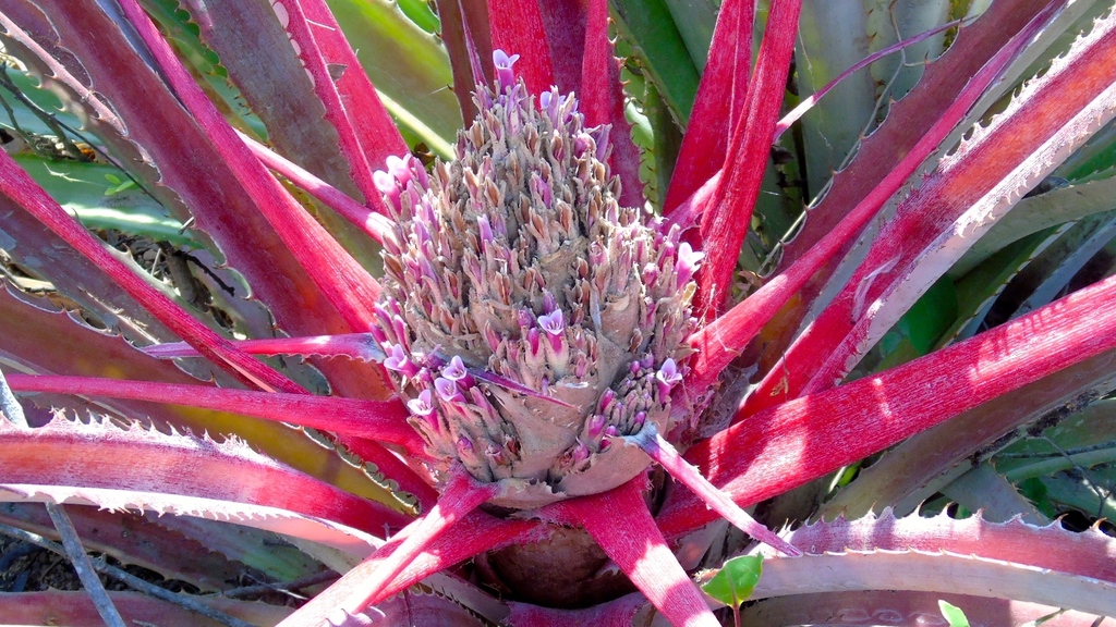 Bromelia hemispherica (Bromelia hemispherica)