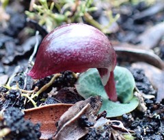 Corybas aconitiflorus