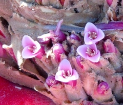 Bromelia hemisphaerica