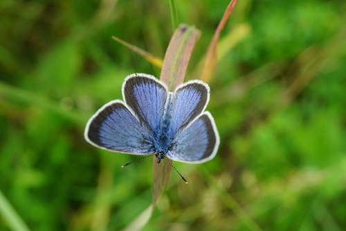 Green-underside Blue