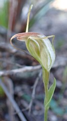 Pterostylis pedoglossa