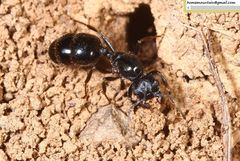 Messor aciculatus