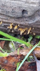 Calocera guepinioides