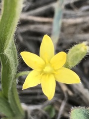Hypoxis mexicana