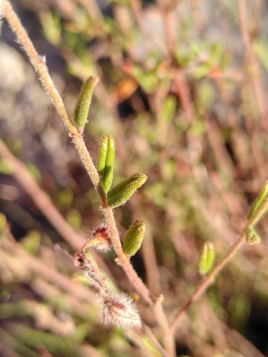Image of Helianthemum hirtum by (c) Yves Bas, some rights reserved (CC BY)
