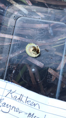 Bembicium vittatum