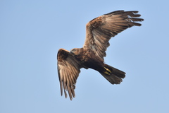Circus aeruginosus