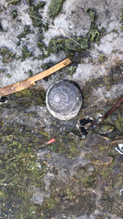 Bembicium vittatum