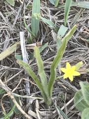 Hypoxis mexicana