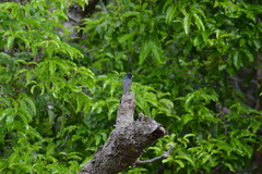 Myiagra caledonica