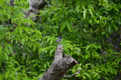 Myiagra caledonica