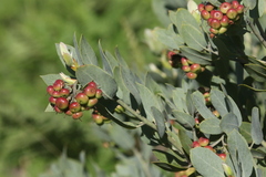 Arctostaphylos canescens
