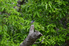 Myiagra caledonica