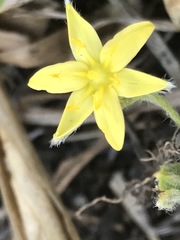 Hypoxis mexicana