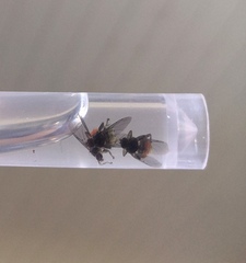 Ornithomya chloropus