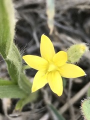 Hypoxis mexicana