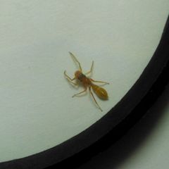 Myrmarachne clavigera