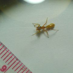 Myrmarachne clavigera