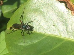 Chalybion femoratum
