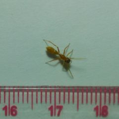 Myrmarachne clavigera