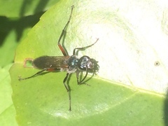 Chalybion femoratum