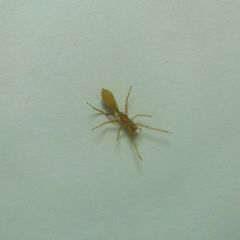 Myrmarachne clavigera