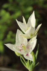 Calochortus lyallii